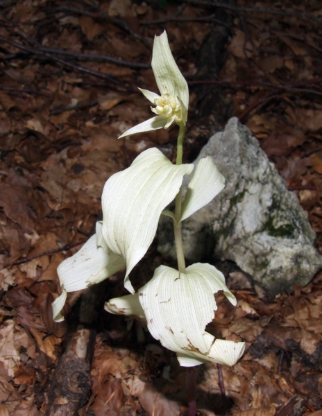 Epipactis albina